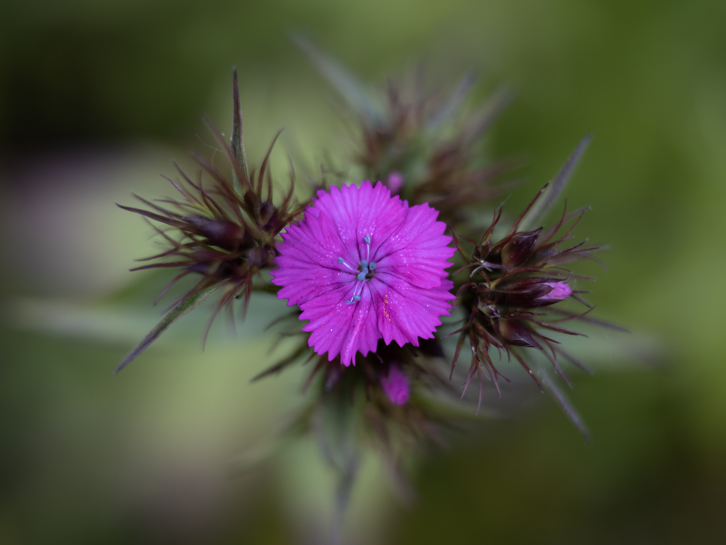 Schlicht mit Bokeh 1/4