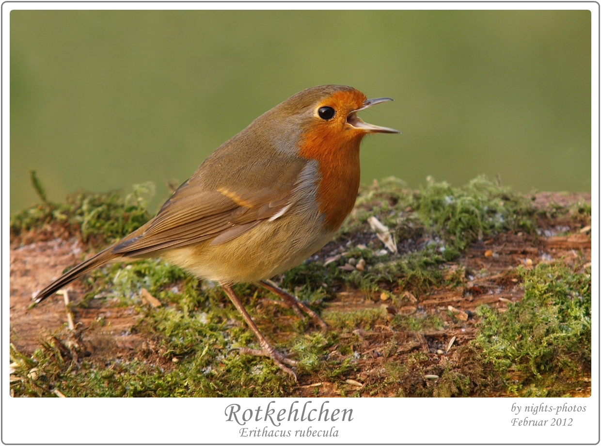 Schlicht weg Singvogel