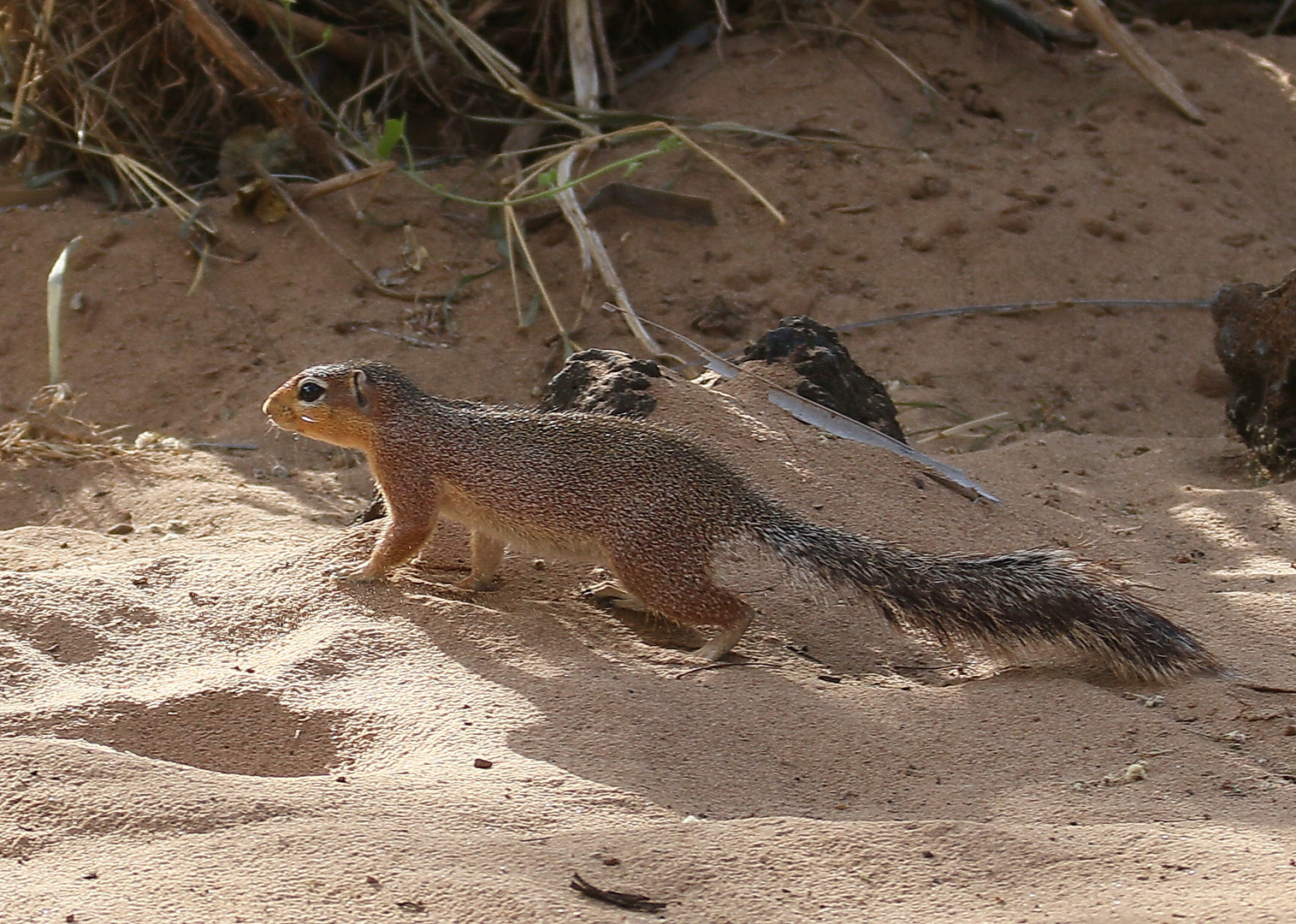 Schlichtborstenhörnchen 