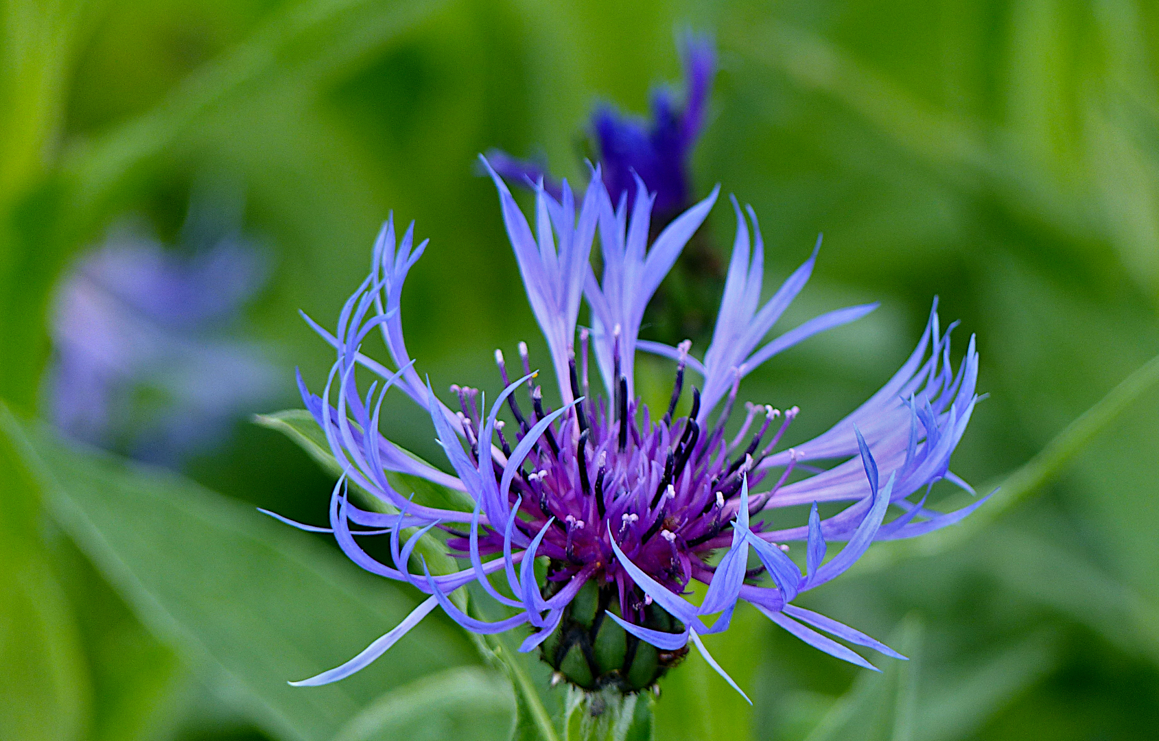 Schlichte blaue Schönheit