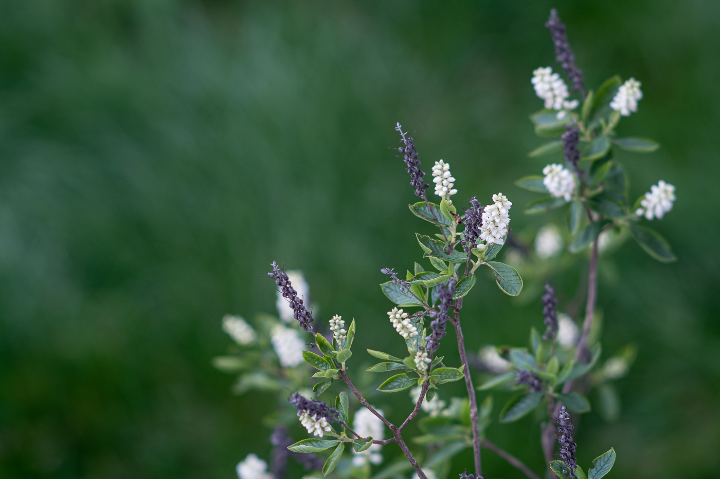 Schlichte Natur