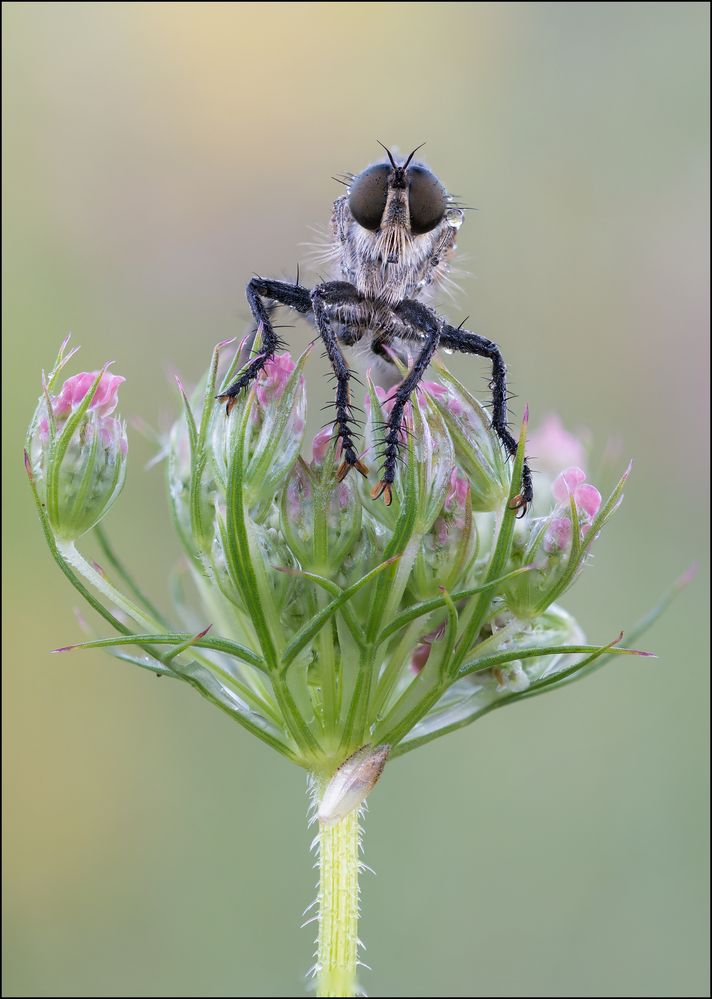 Schlichte Raubfliege