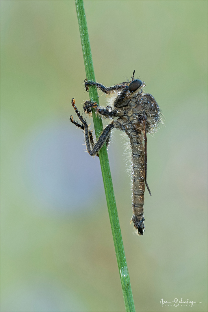 Schlichte Raubfliege 