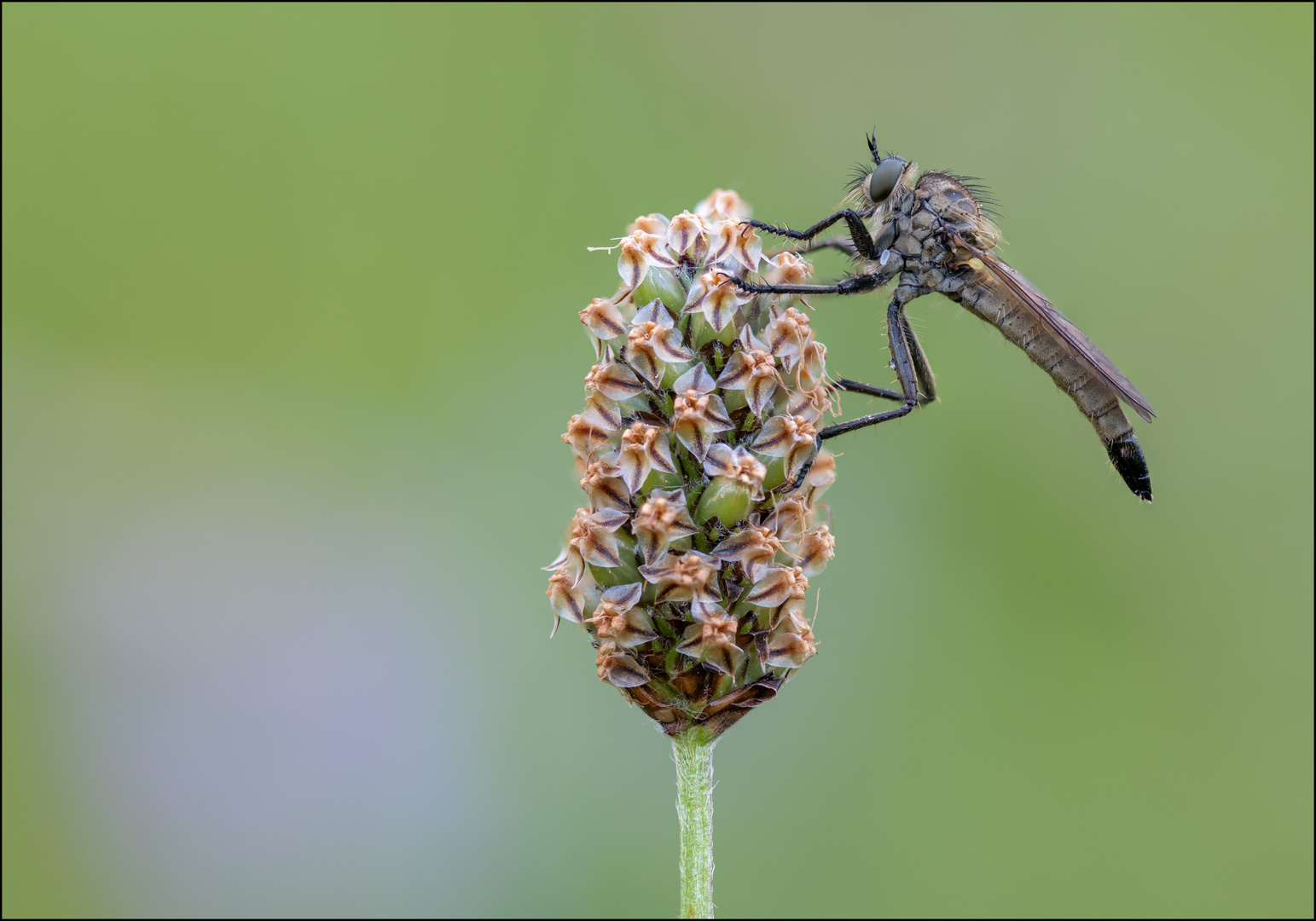 Schlichte Raubfliege