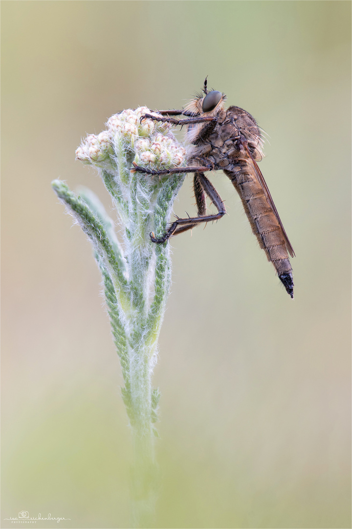 Schlichte Raubfliege