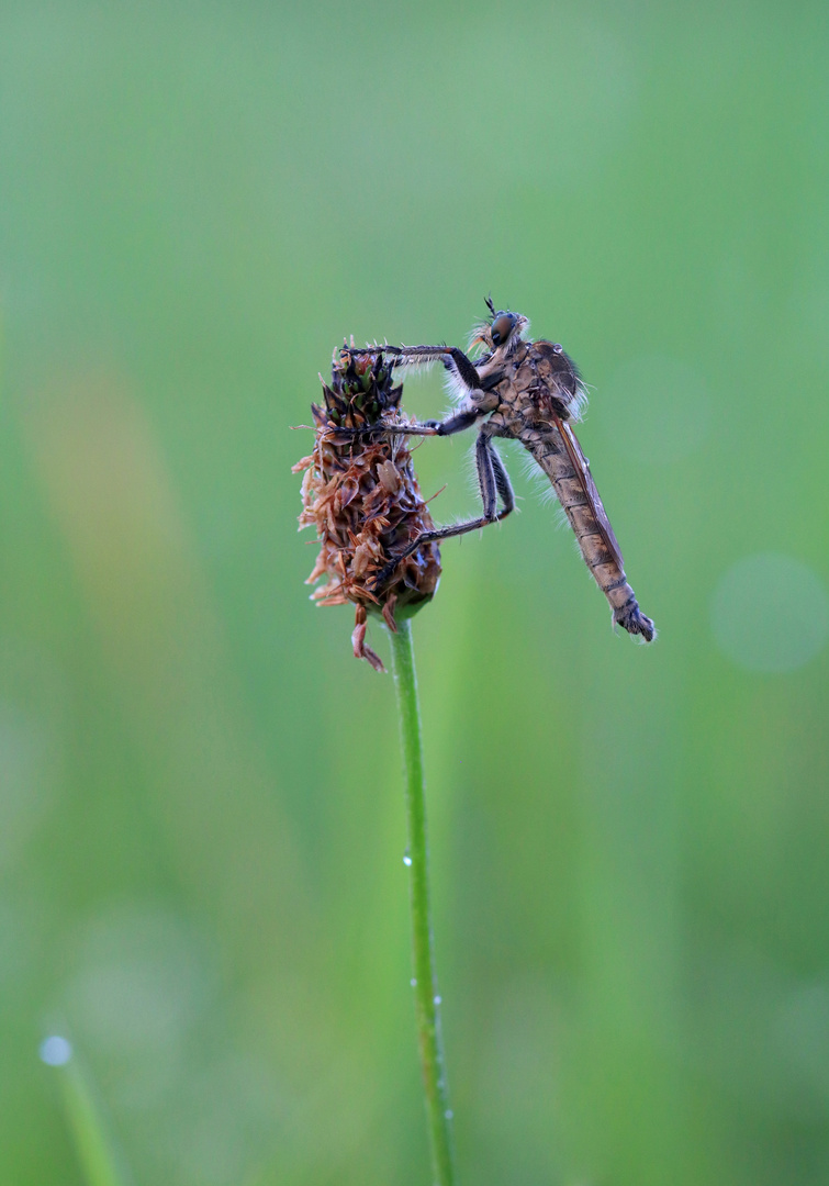 Schlichte Raubfliege