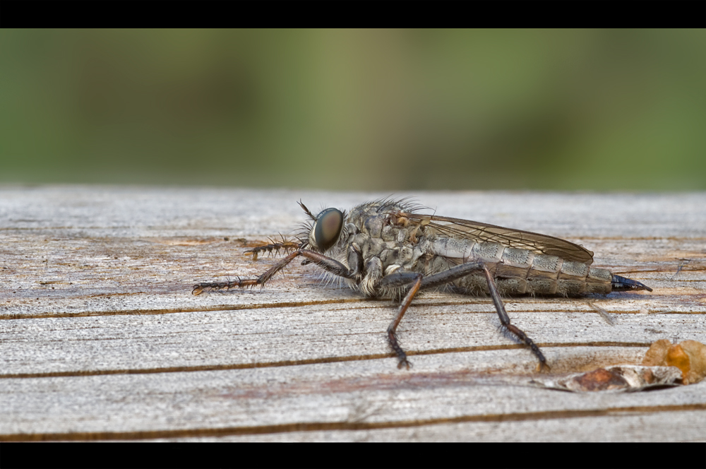 schlichte Raubfliege