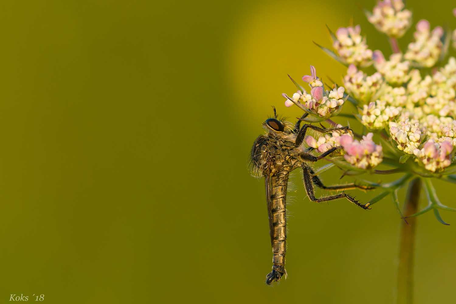 Schlichte Raubfliege 