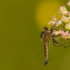 Schlichte Raubfliege 