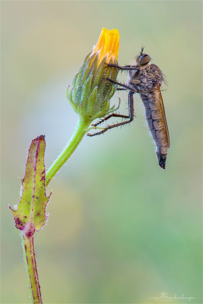 Schlichte Raubfliege