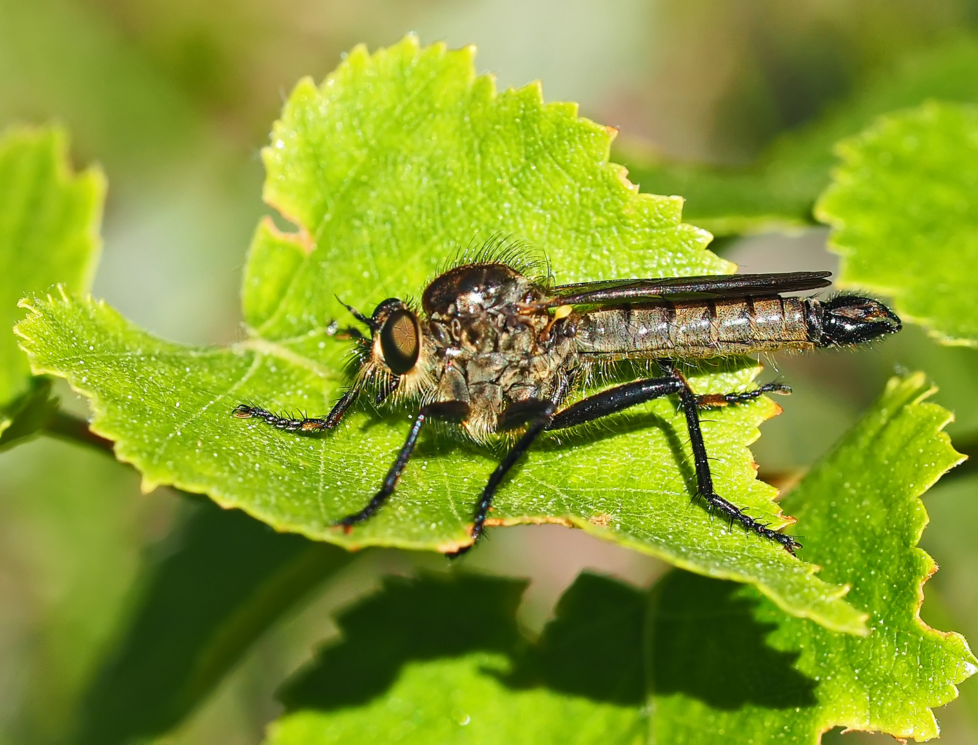 Schlichte Raubfliege - Machimus rusticus *