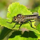 Schlichte Raubfliege - Machimus rusticus *