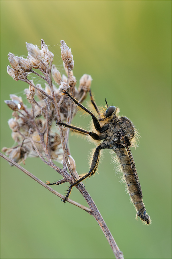 ~ Schlichte Raubfliege (Machimus rusticus) ~