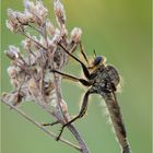 ~ Schlichte Raubfliege (Machimus rusticus) ~