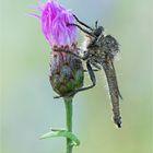 Schlichte Raubfliege (Machimus rusticus)