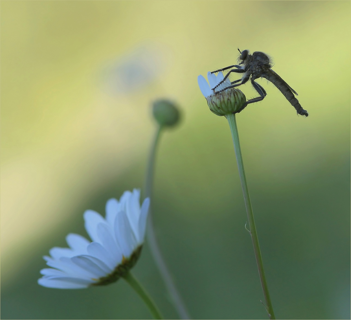 Schlichte Raubfliege (Machimus rusticus) - Männchen.