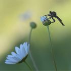 Schlichte Raubfliege (Machimus rusticus) - Männchen.