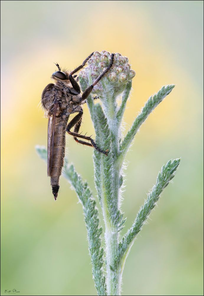 Schlichte Raubfliege (Machimus rusticus w)