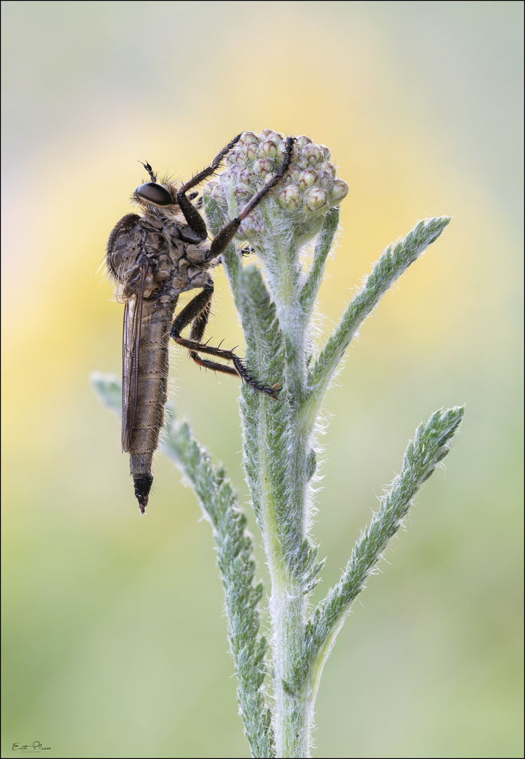 Schlichte Raubfliege (Machimus rusticus w)