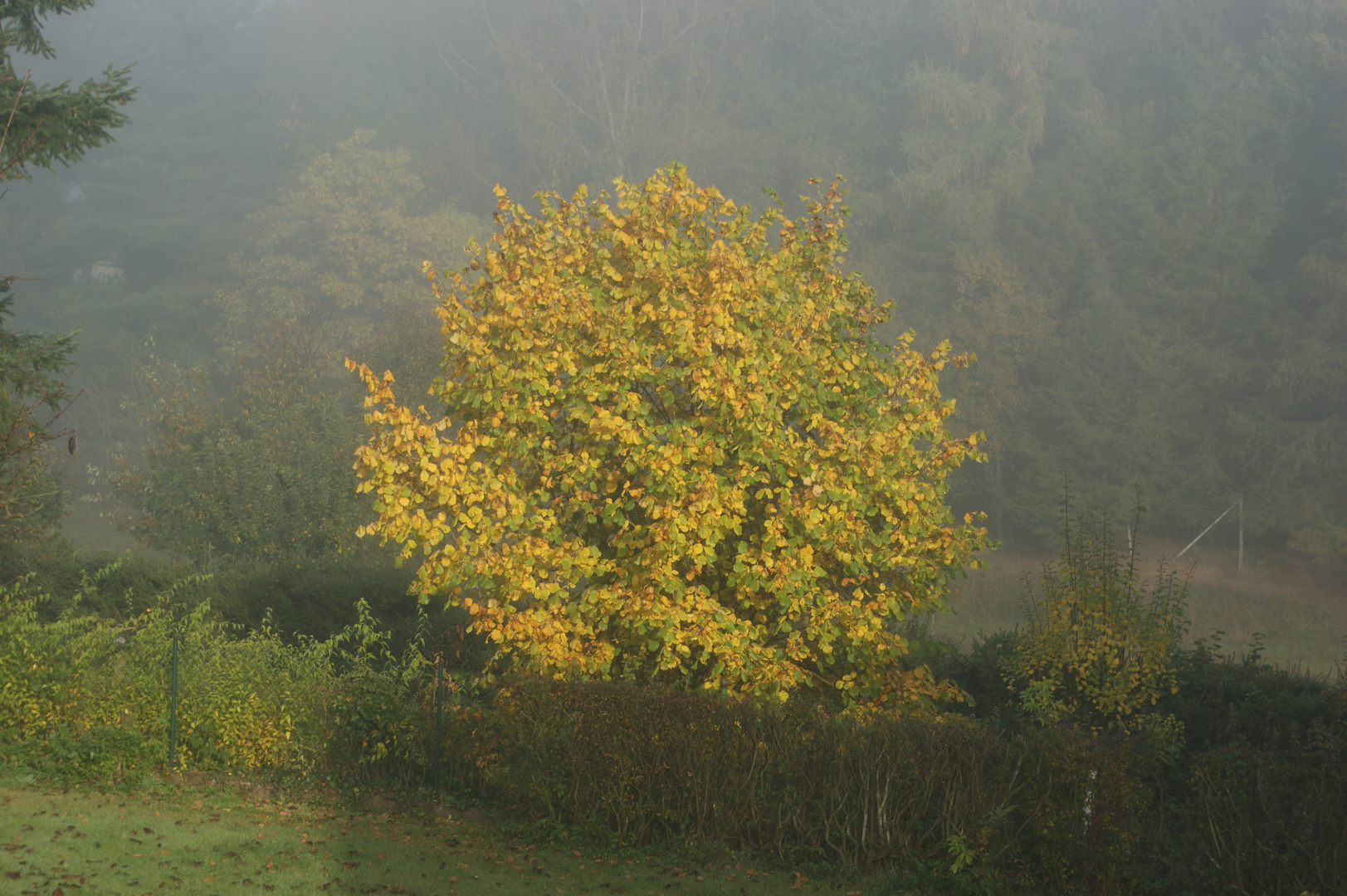 Schlichte Schönheit am Morgen