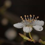 Schlichte Schönheit in weiß 