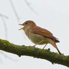 schlichte Schönheit mit goldener Stimme