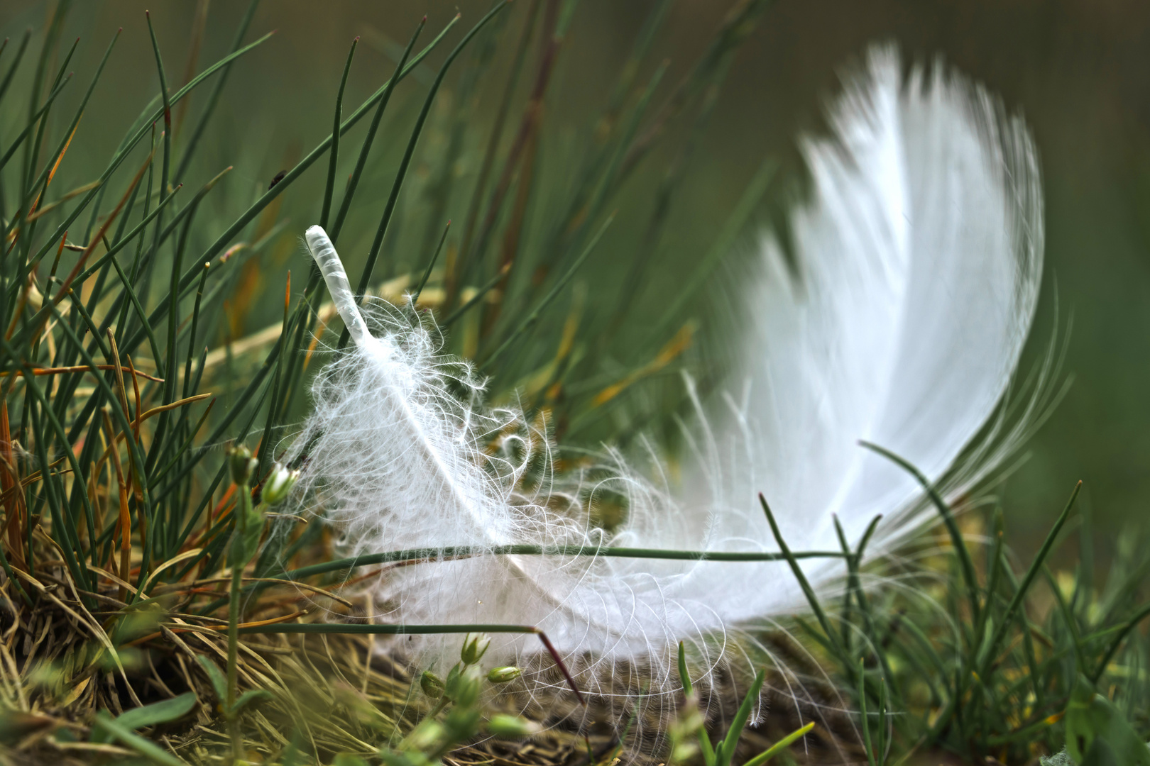 schlichte weisse Feder im Gras