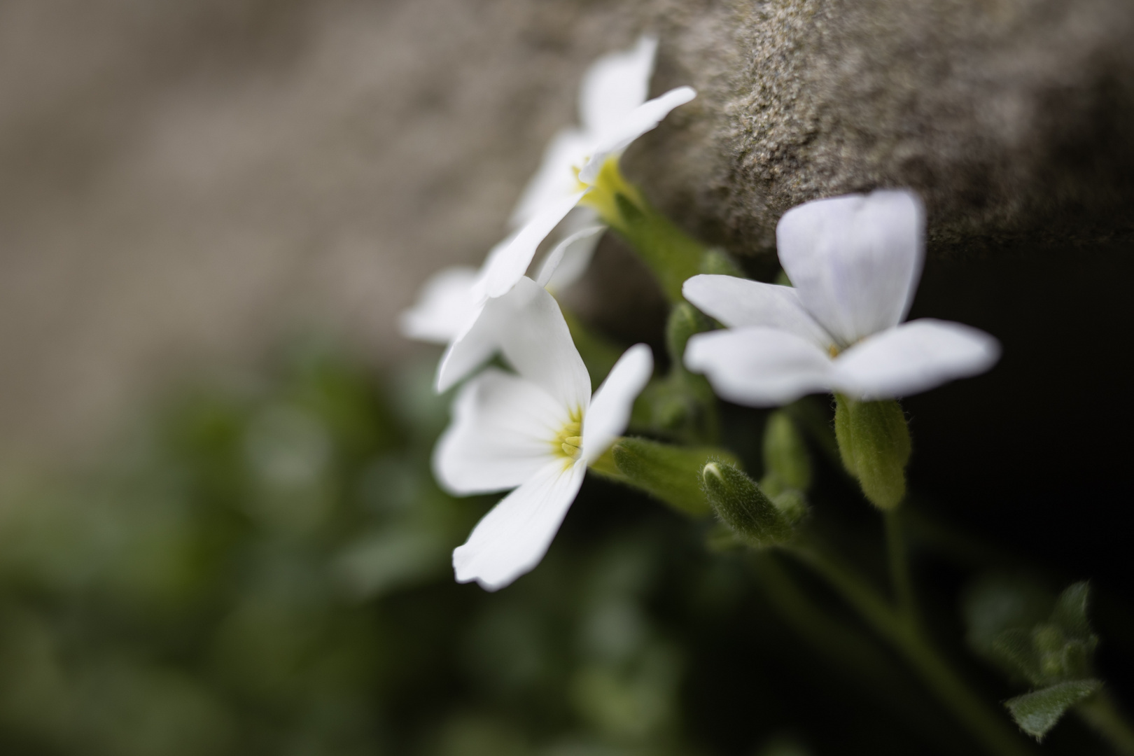 schlichte weiße Schönheiten 2/2 Foto & Bild | spezial, makro, natur