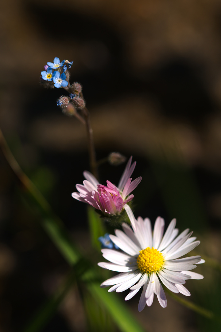 Schlichte Wiesenblumen