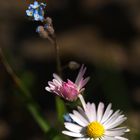 Schlichte Wiesenblumen