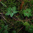 Schlichter Waldboden im Februar 2007