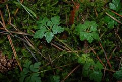 Schlichter Waldboden im Februar 2007