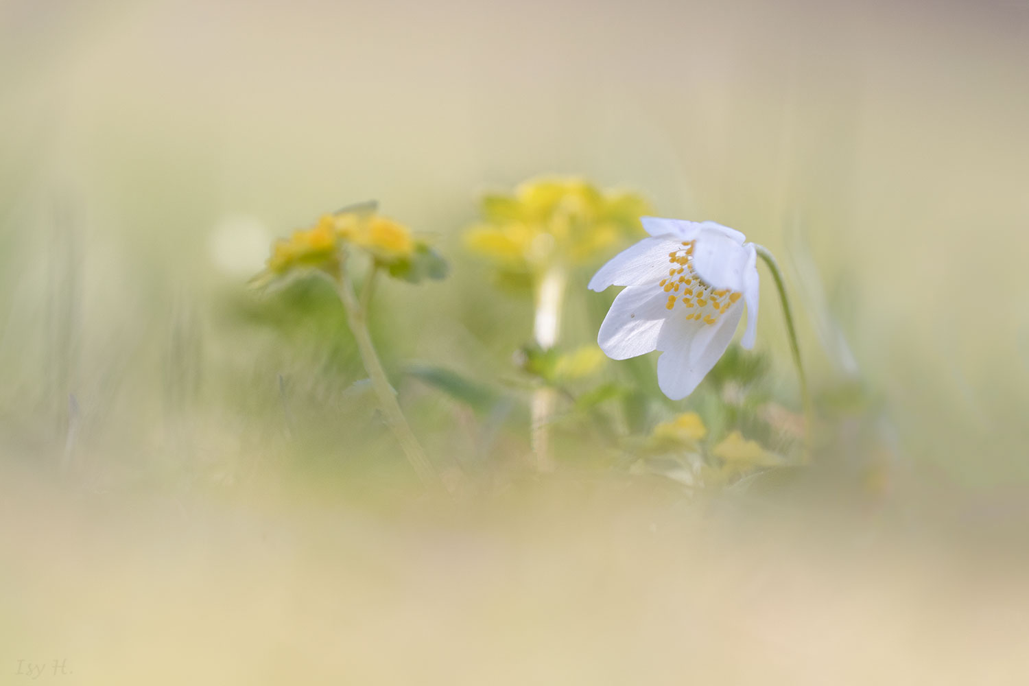 Schlichtes Frühlingsblümchen