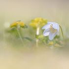 Schlichtes Frühlingsblümchen