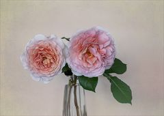 Schlichtes "Rosen-Duo"....