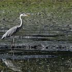 Schlickjäger - Graureiher bei der Futtersuche