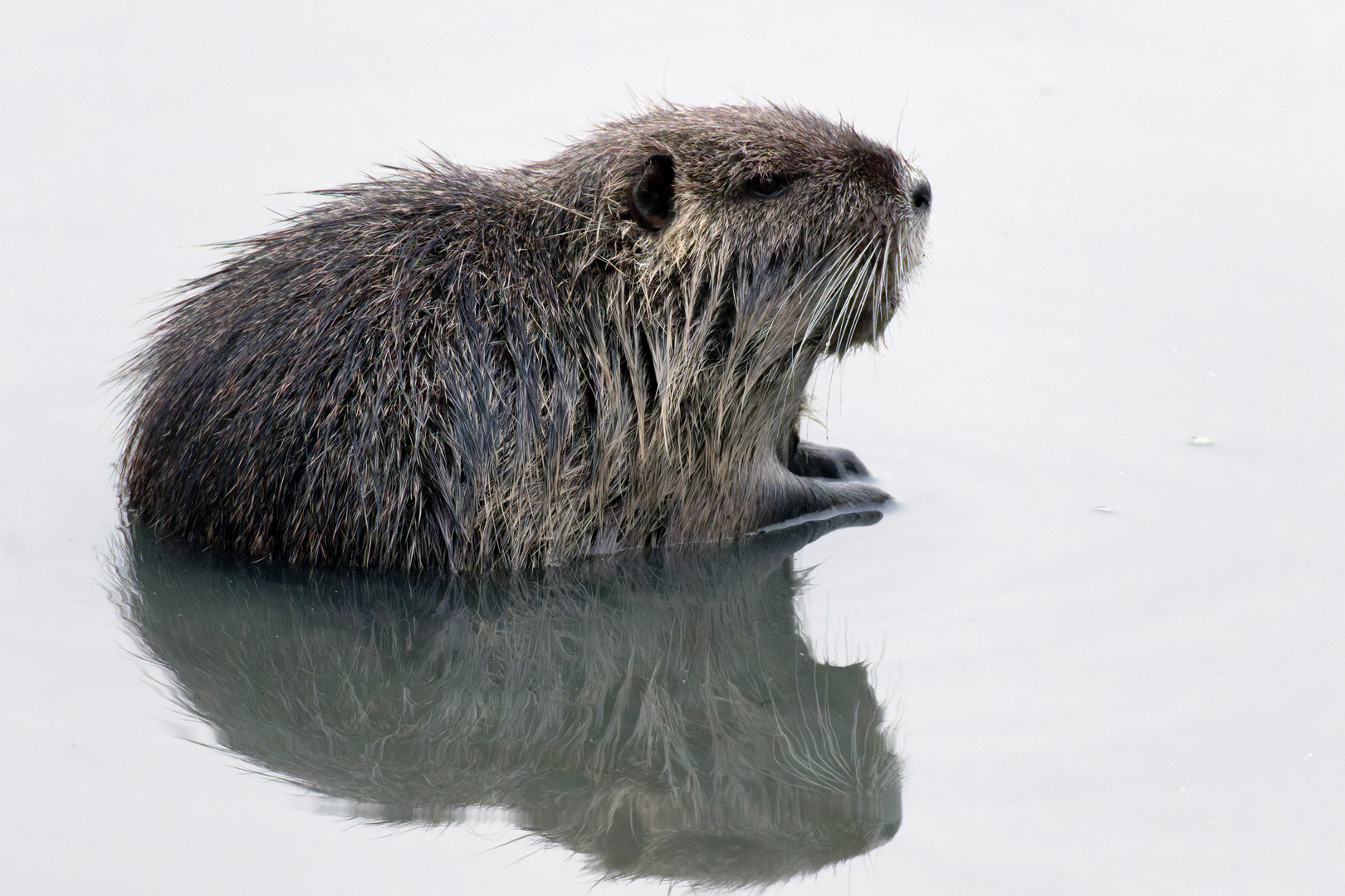 Schlickmonster : Nutria (Myocastor coypus)