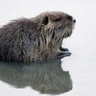 Schlickmonster : Nutria (Myocastor coypus)