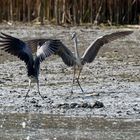 "Schlicktänzer"  -  weg von meinem Fisch !