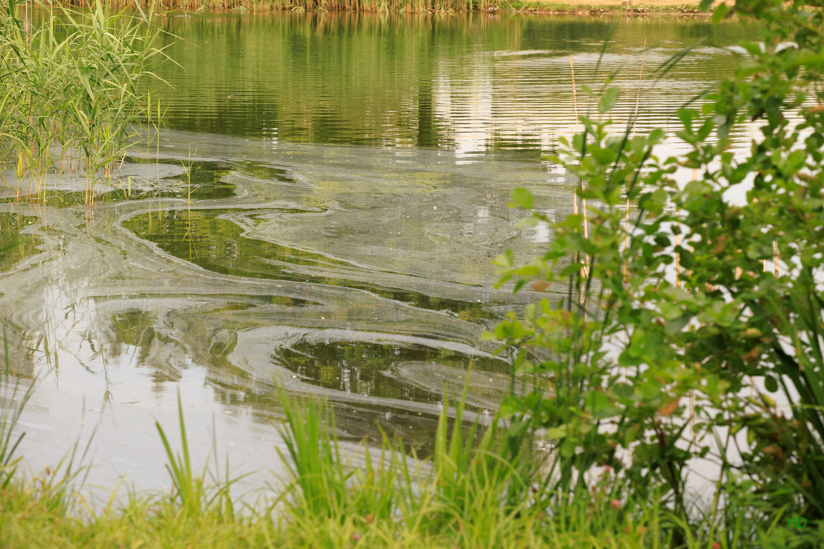 Schlieren im Weiher Foto & Bild landschaft, bach, fluss & see, see