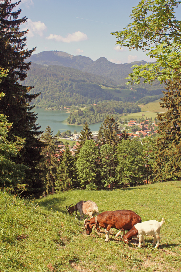 Schliersee