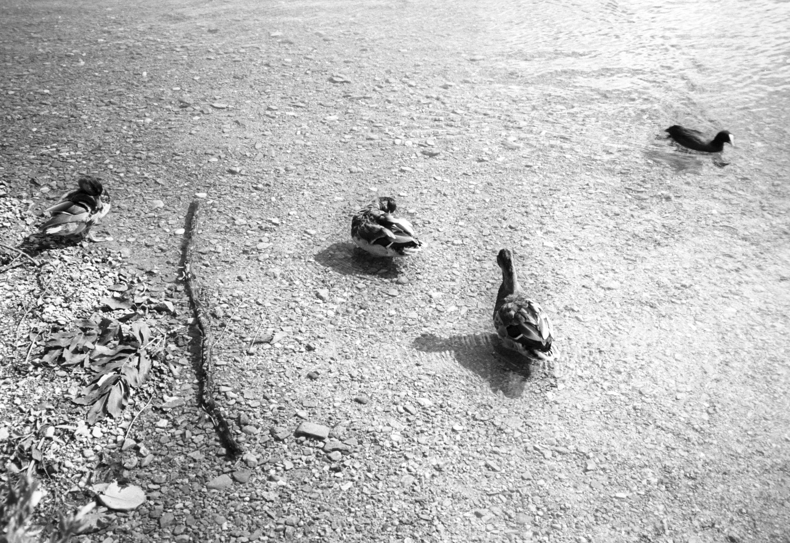 Schliersee-Enten