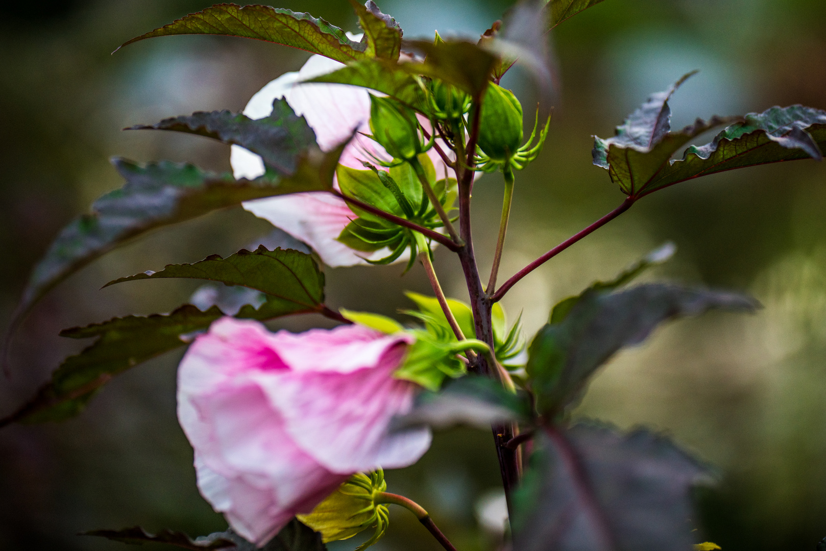 Schließende Blüte 2