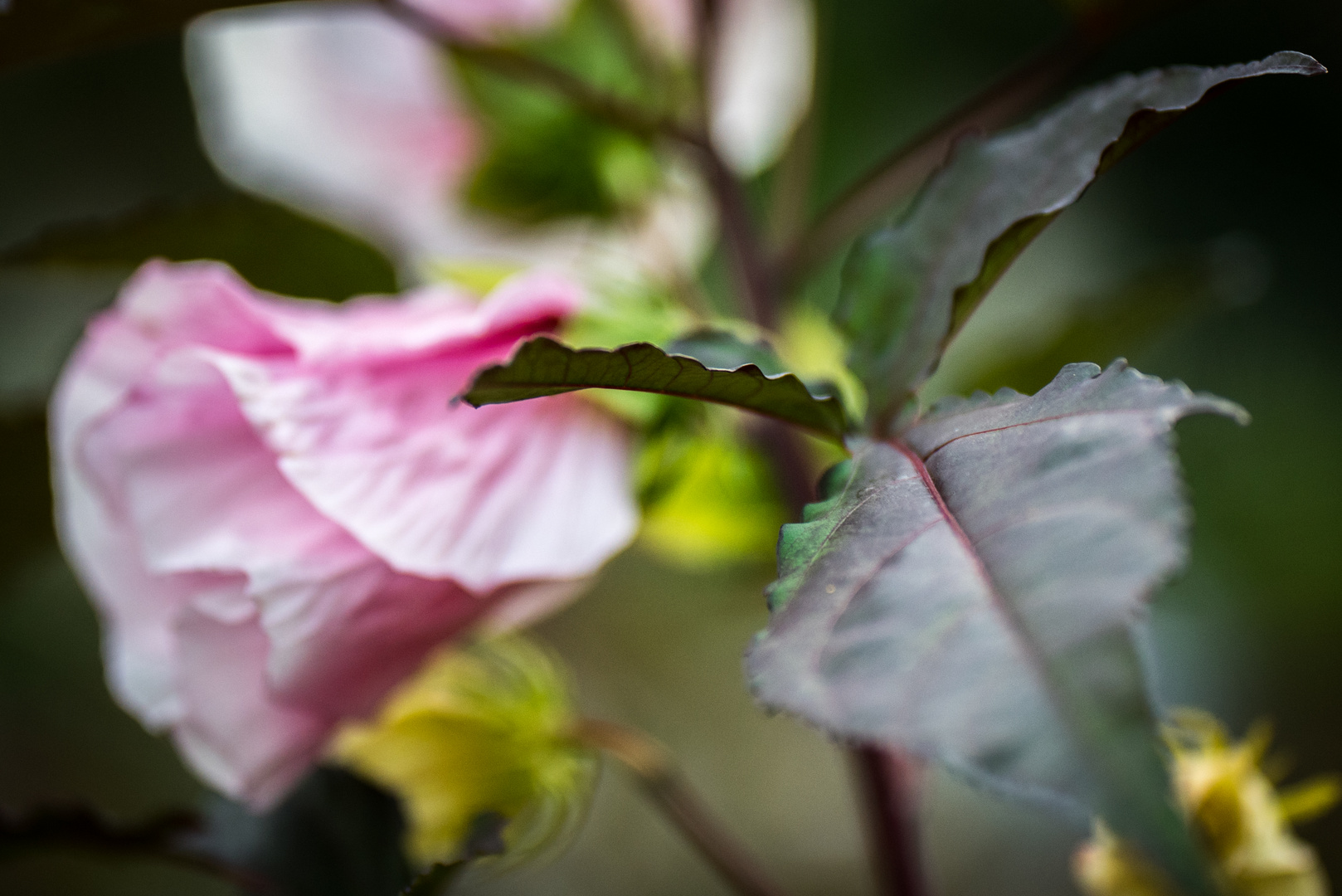 Schließende Blüte