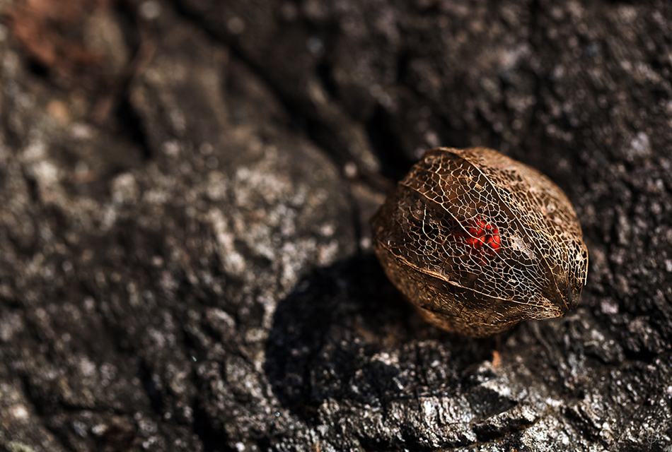 schließlich in einer laube unter dem zwerchfell fand man ein nest von jungen ratten