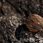 schließlich in einer laube unter dem zwerchfell fand man ein nest von jungen ratten