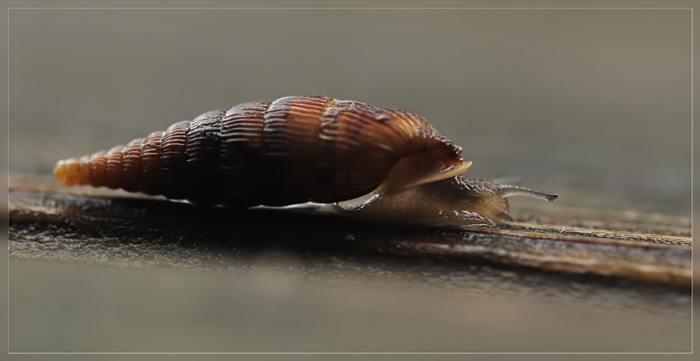 Schließmundschnecke Foto & Bild tiere, wildlife