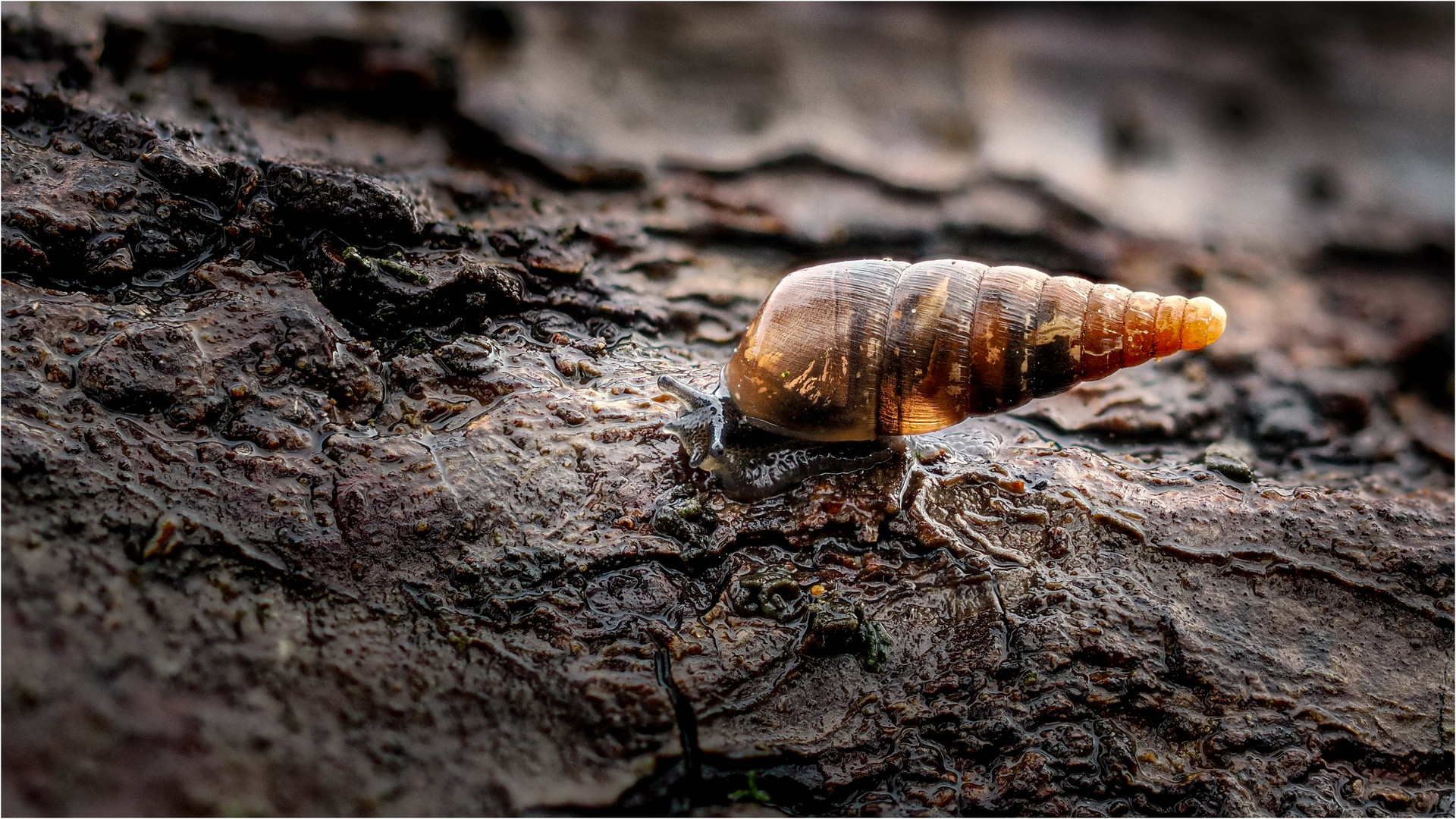 Schliessmundschnecke