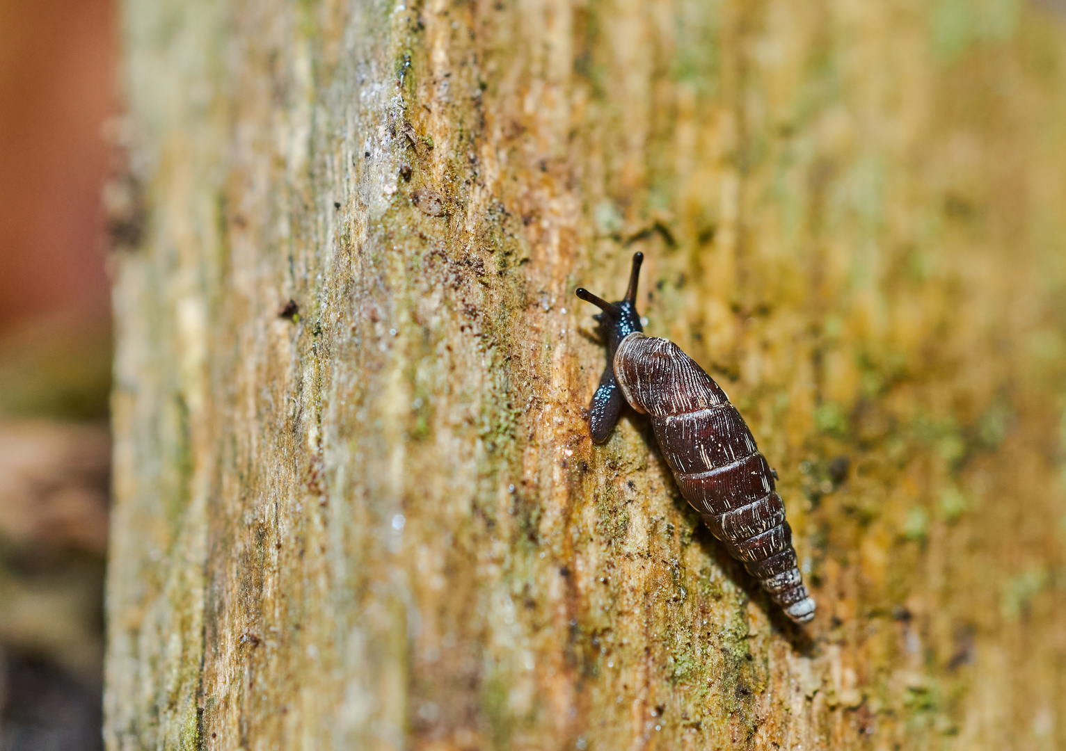 Schließmundschnecke 