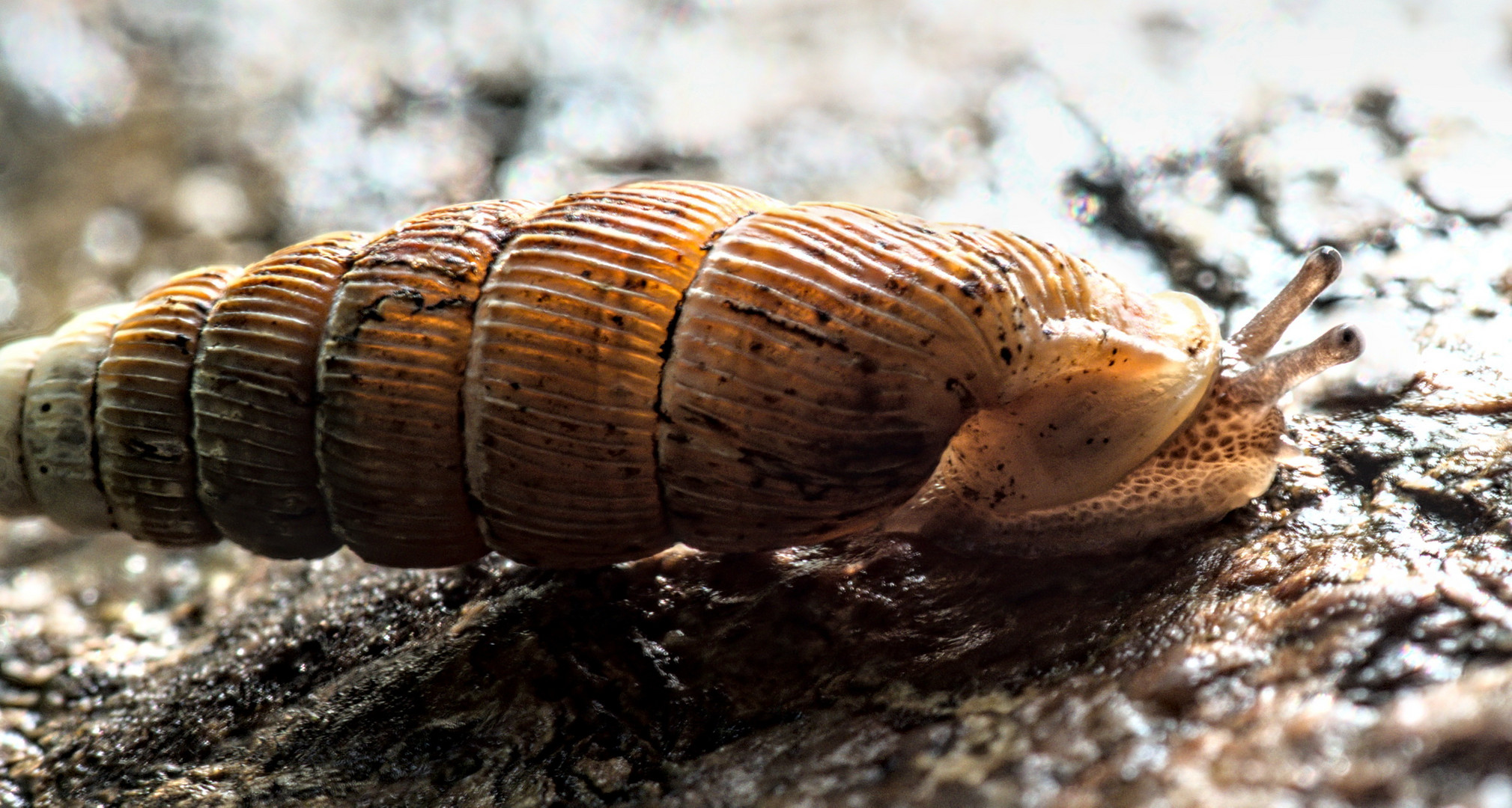 Schließmundschnecke